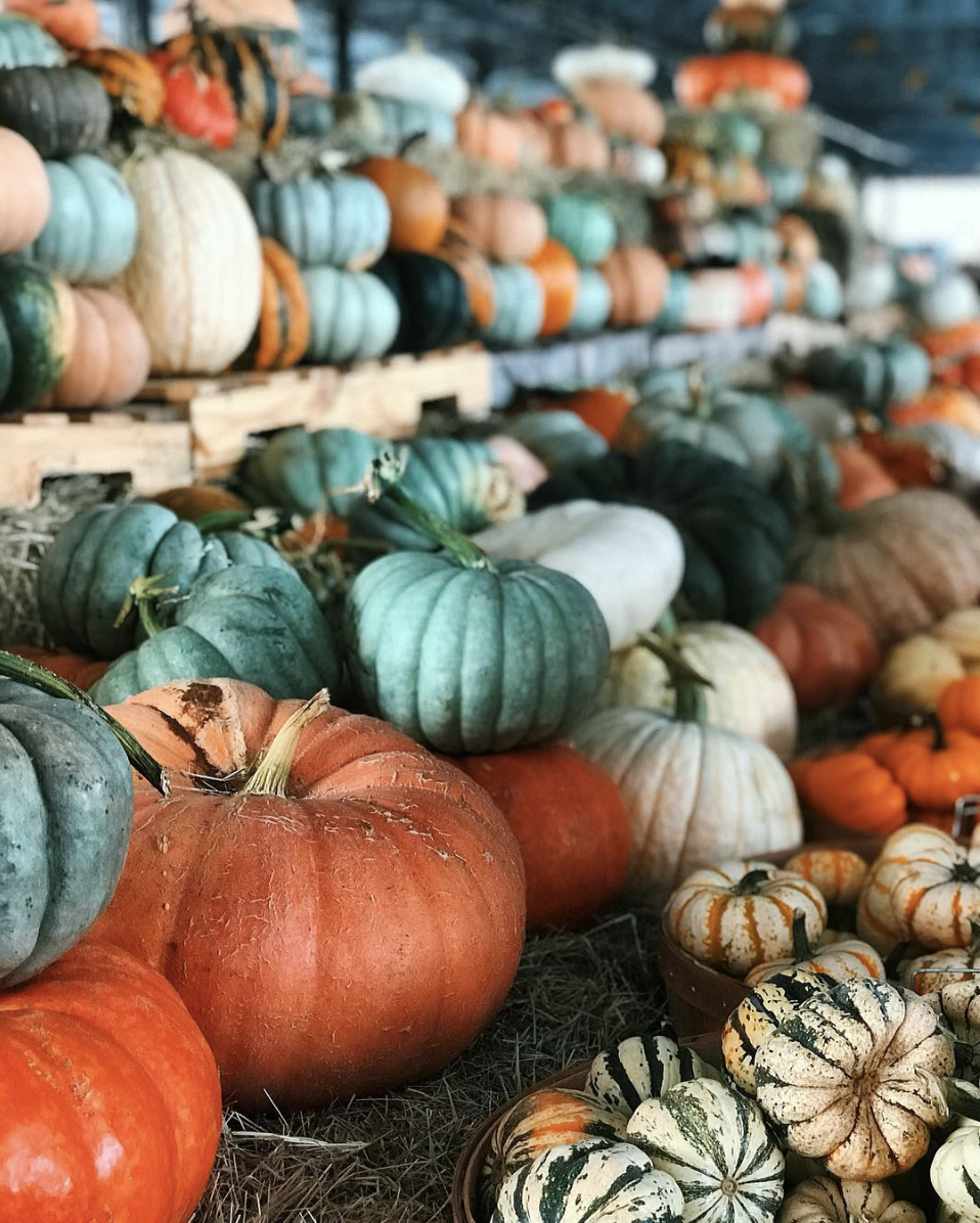 dallas farmers market pumpkins